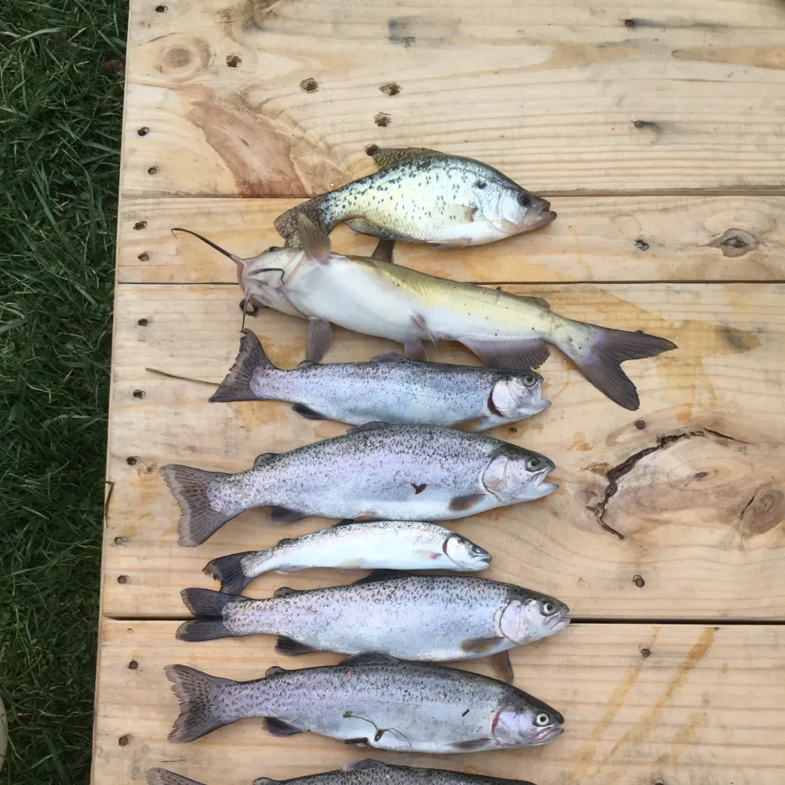 recently logged catches