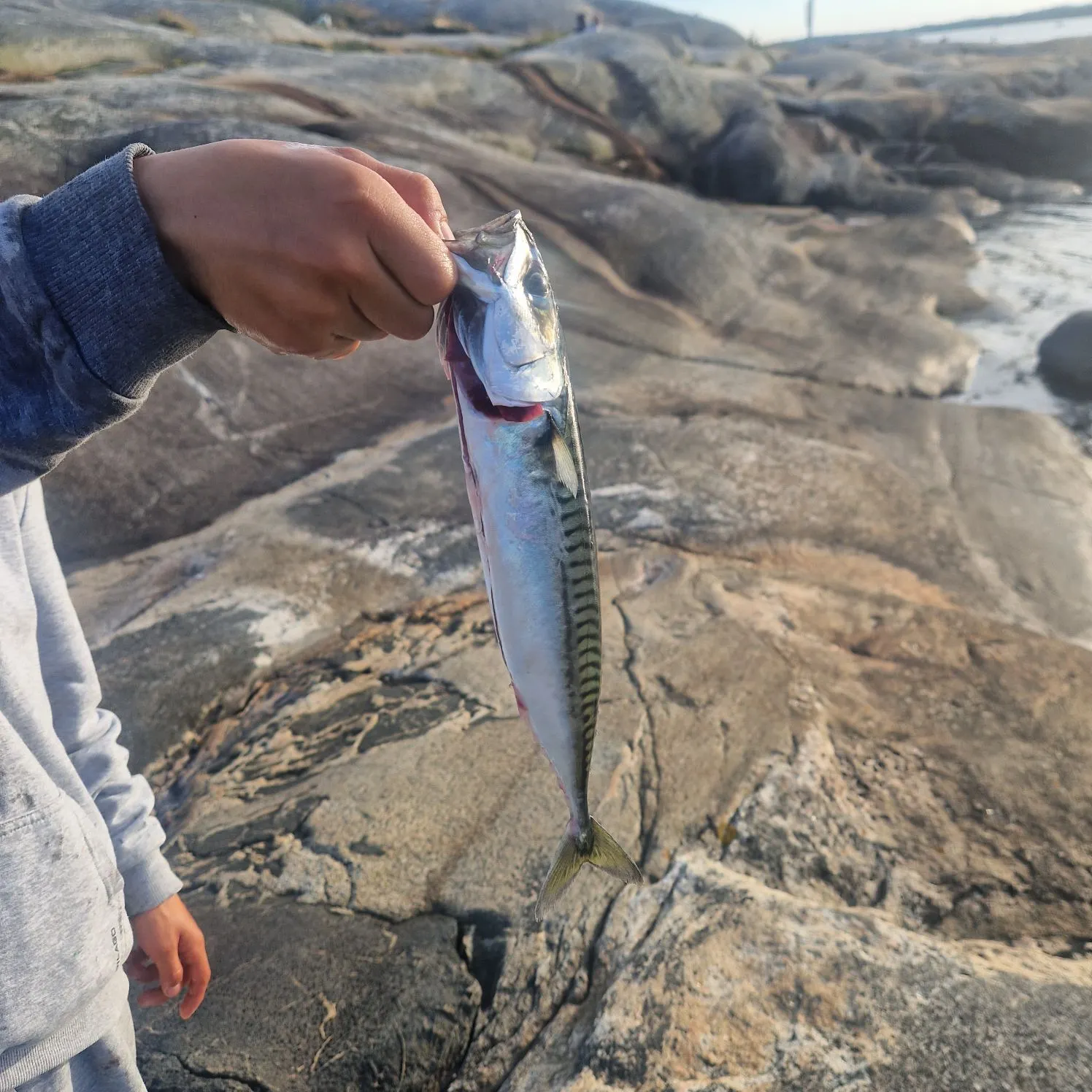 Atlantic mackerel caught on Fishbrain