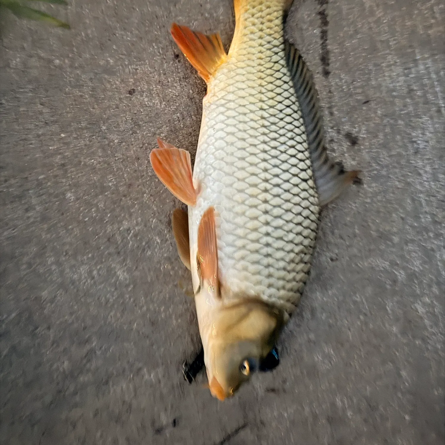 Common carp caught on Fishbrain