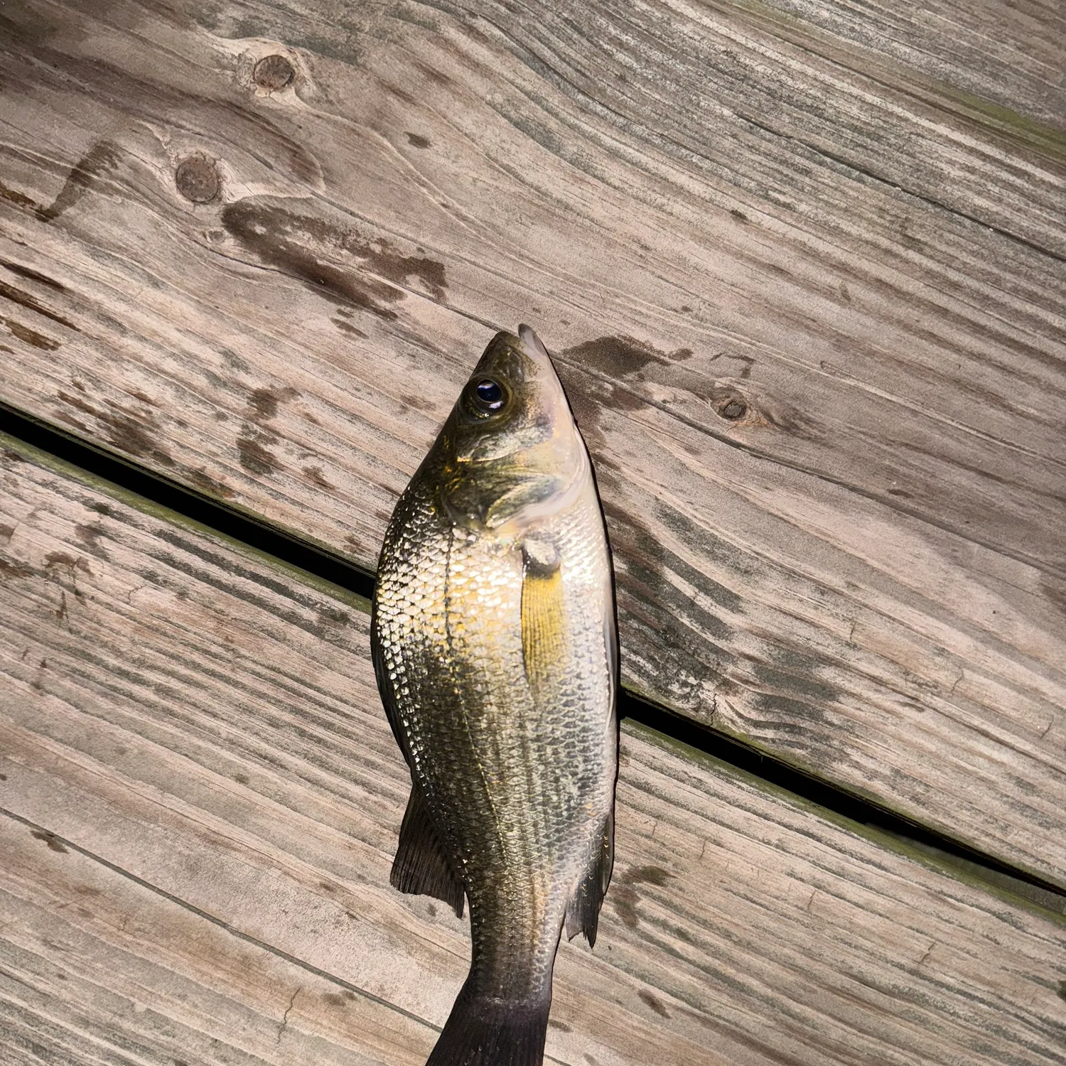 White perch caught on Fishbrain