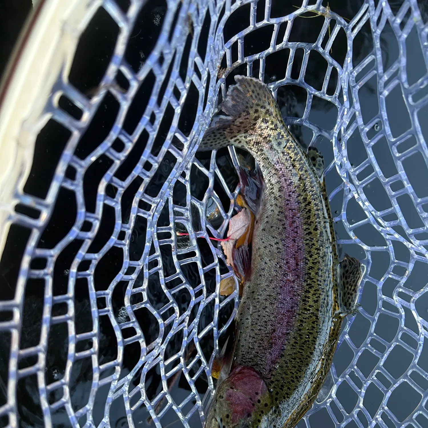 Rainbow trout caught on Fishbrain
