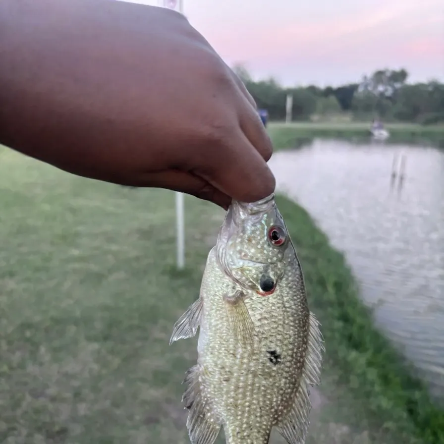 The most recent Rio Grande cichlid catches on Fishbrain