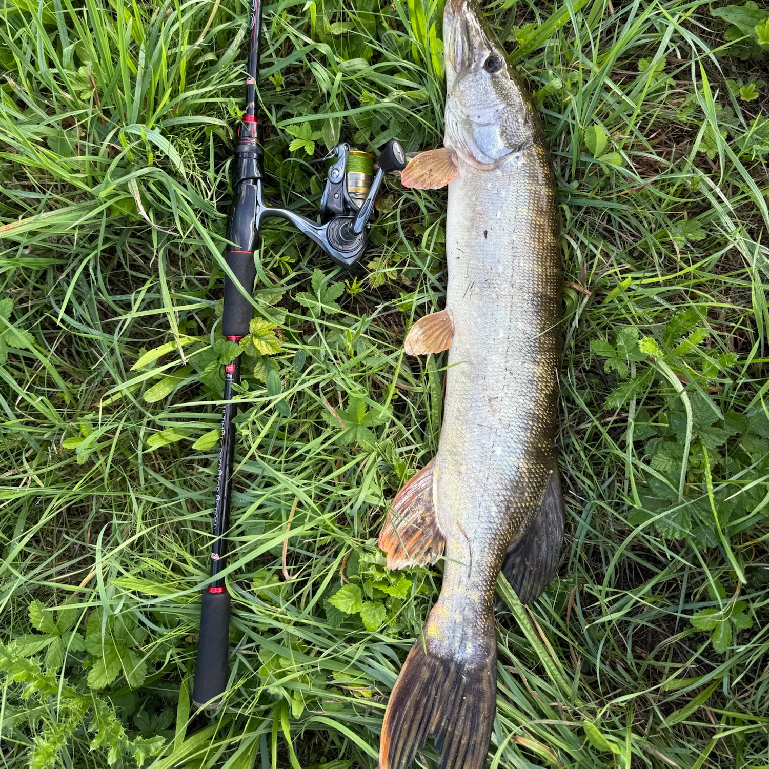 Northern pike caught on Fishbrain