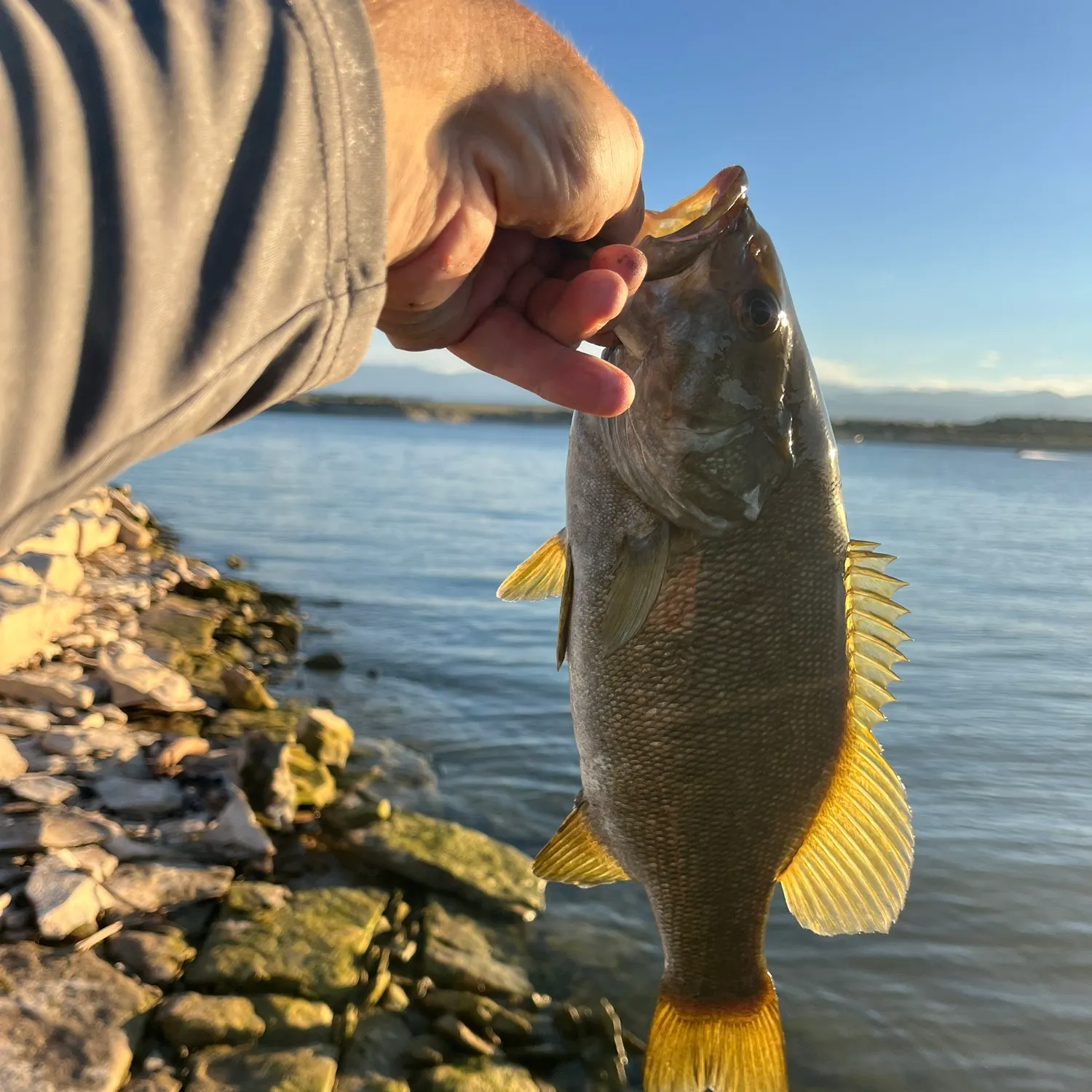 Smallmouth bass caught on Fishbrain