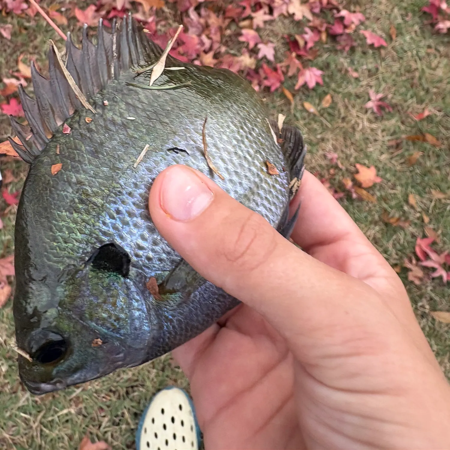 The most recent Redbreast sunfish catches on Fishbrain