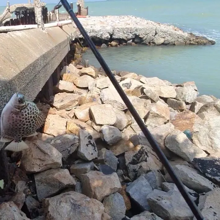 The most recent Spotted scat catches on Fishbrain