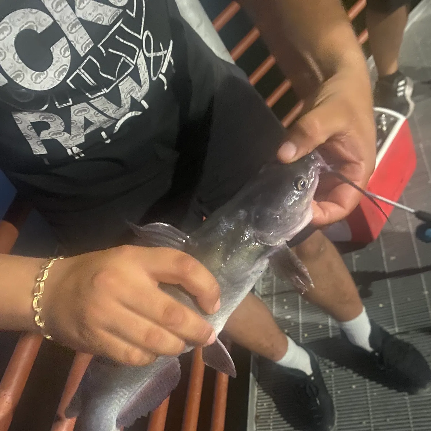 Channel catfish caught on Fishbrain