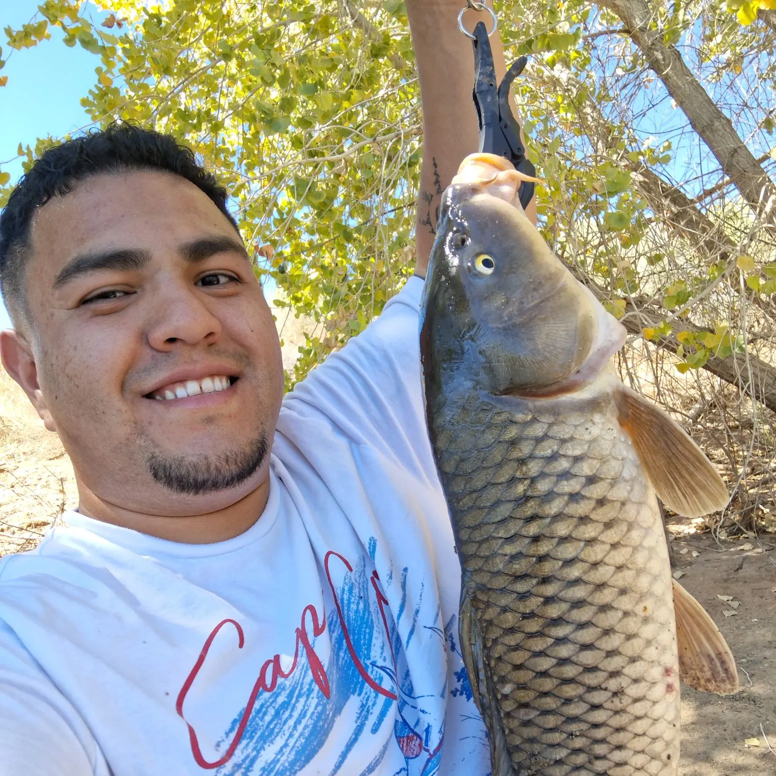 Common carp caught on Fishbrain