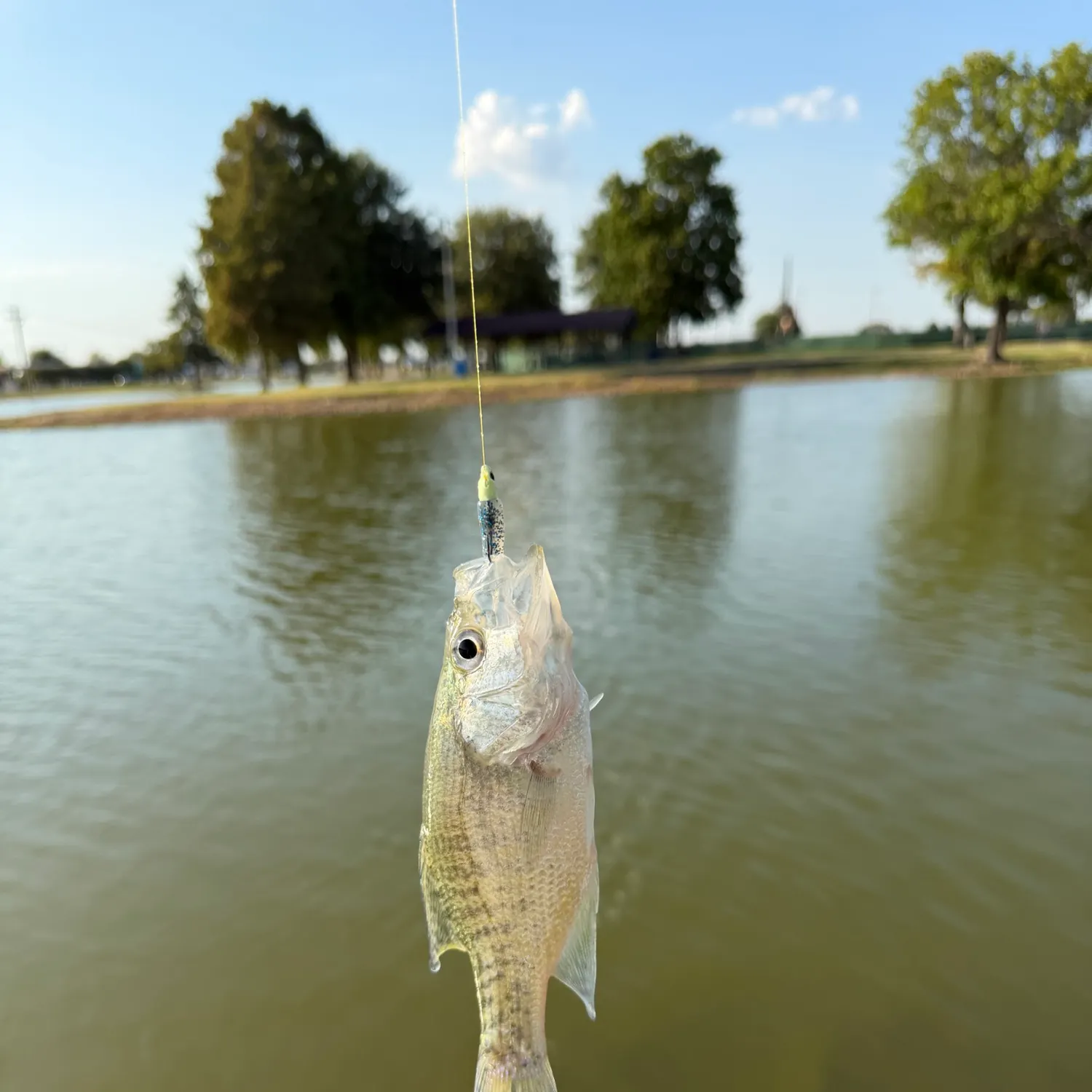 White crappie caught on Fishbrain