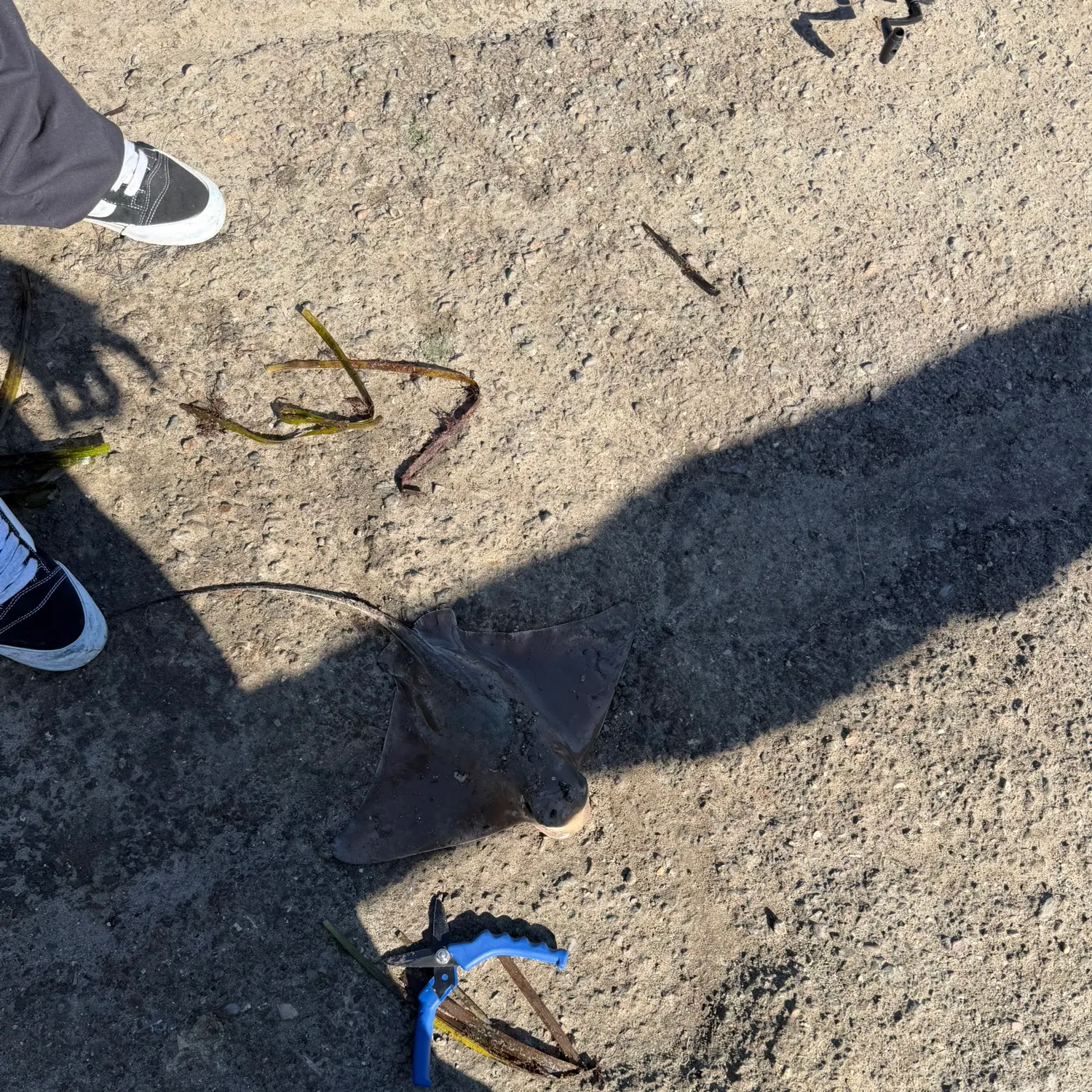 The most recent Bat eagle ray catches on Fishbrain