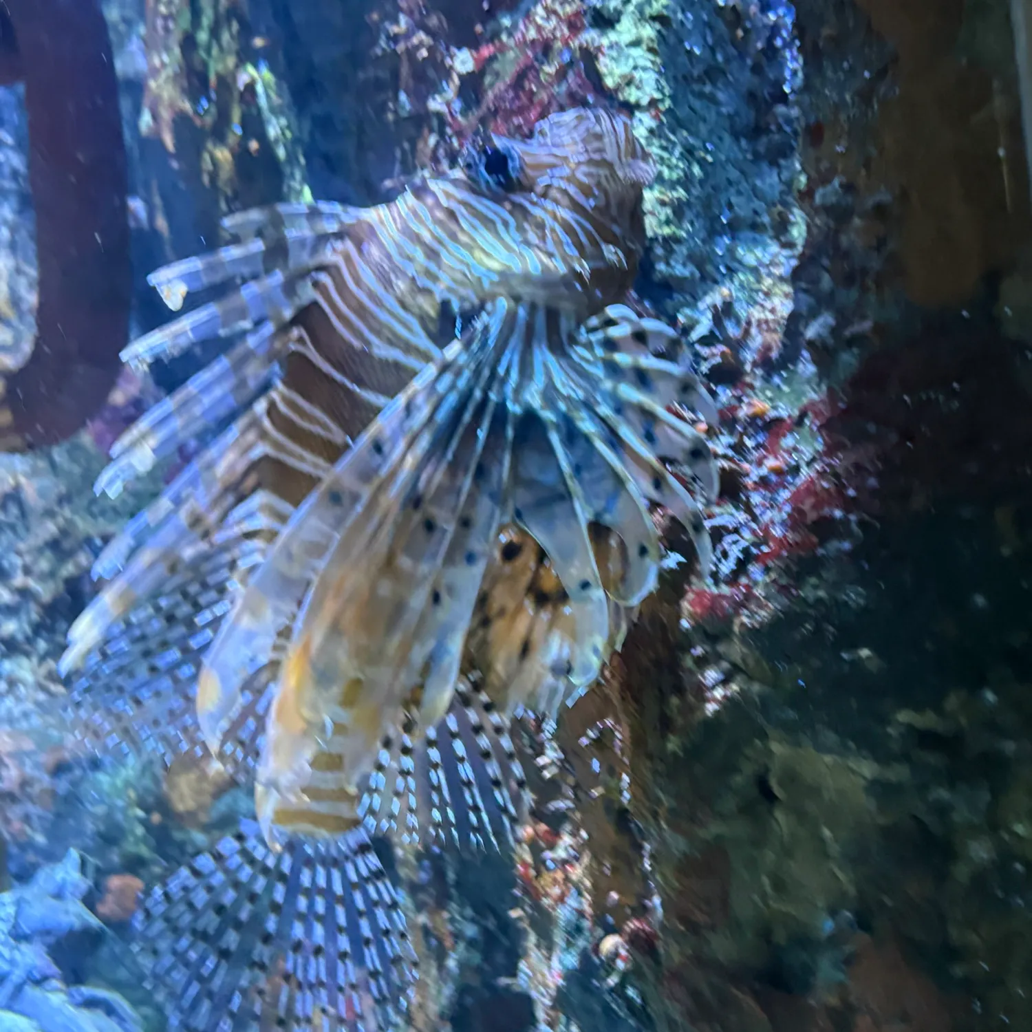 The most recent Red lionfish catches on Fishbrain
