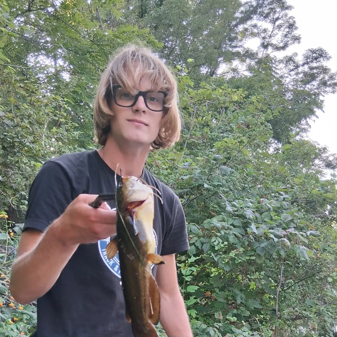 Yellow bullhead caught on Fishbrain