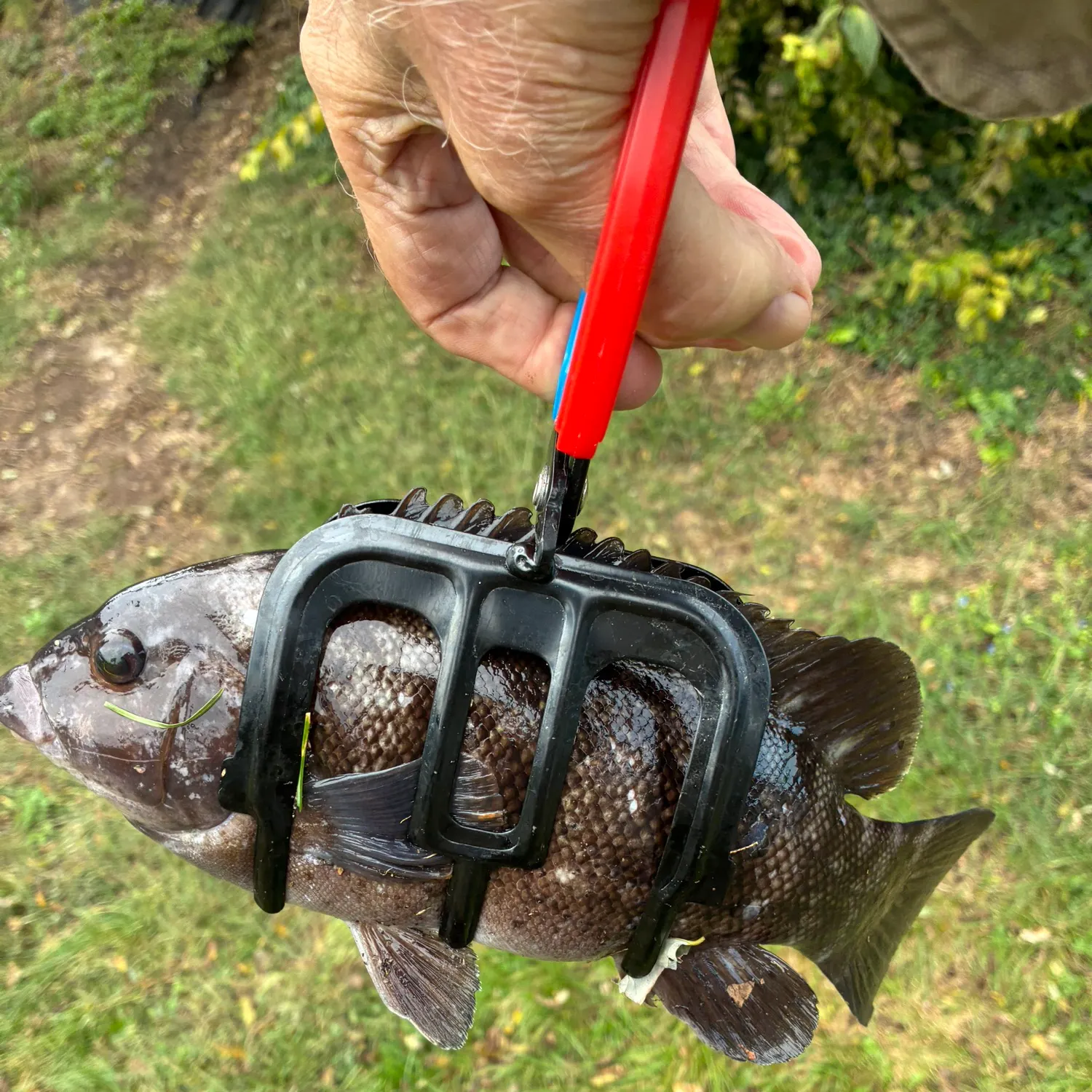 catch