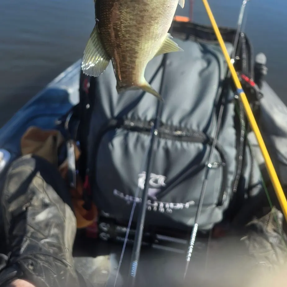 Spotted bass caught on Fishbrain