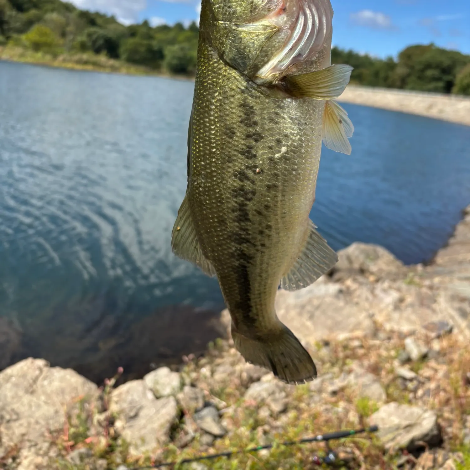 Largemouth bass caught on Fishbrain
