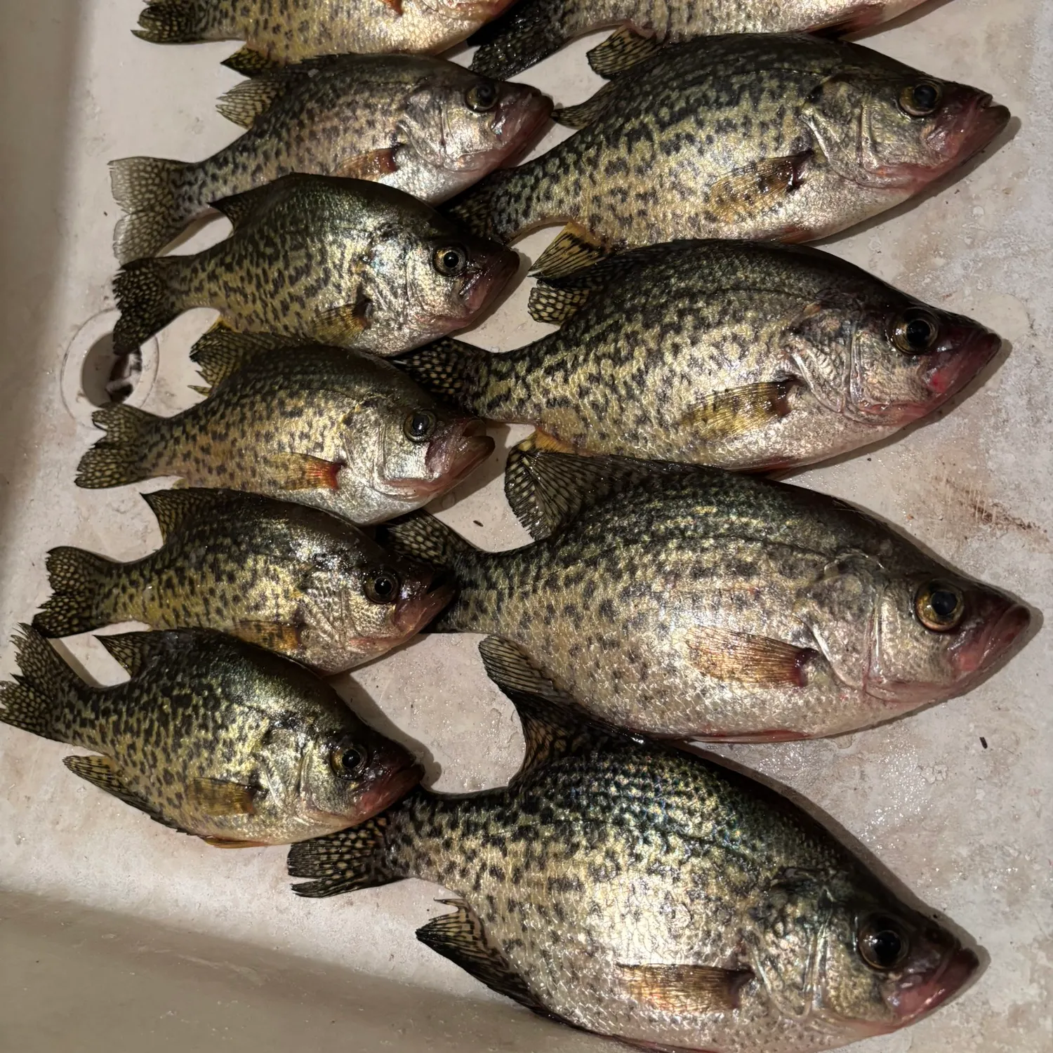 recently logged catches