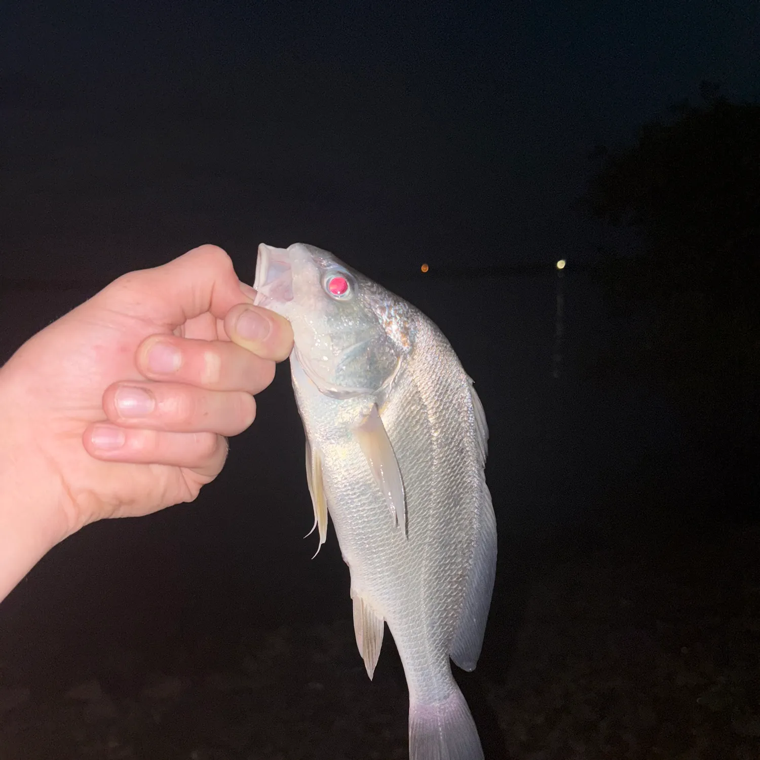 Freshwater drum caught on Fishbrain
