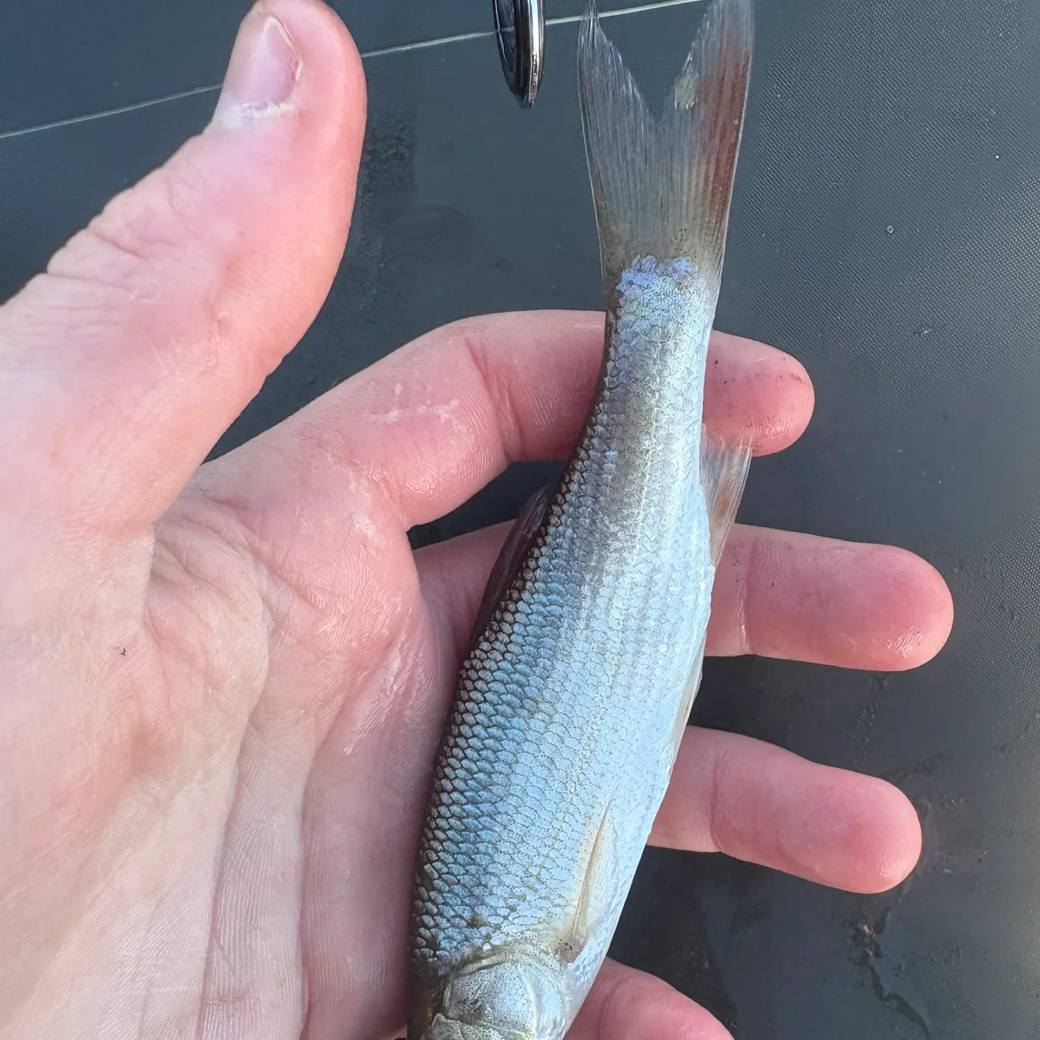 The most recent Ide catches on Fishbrain