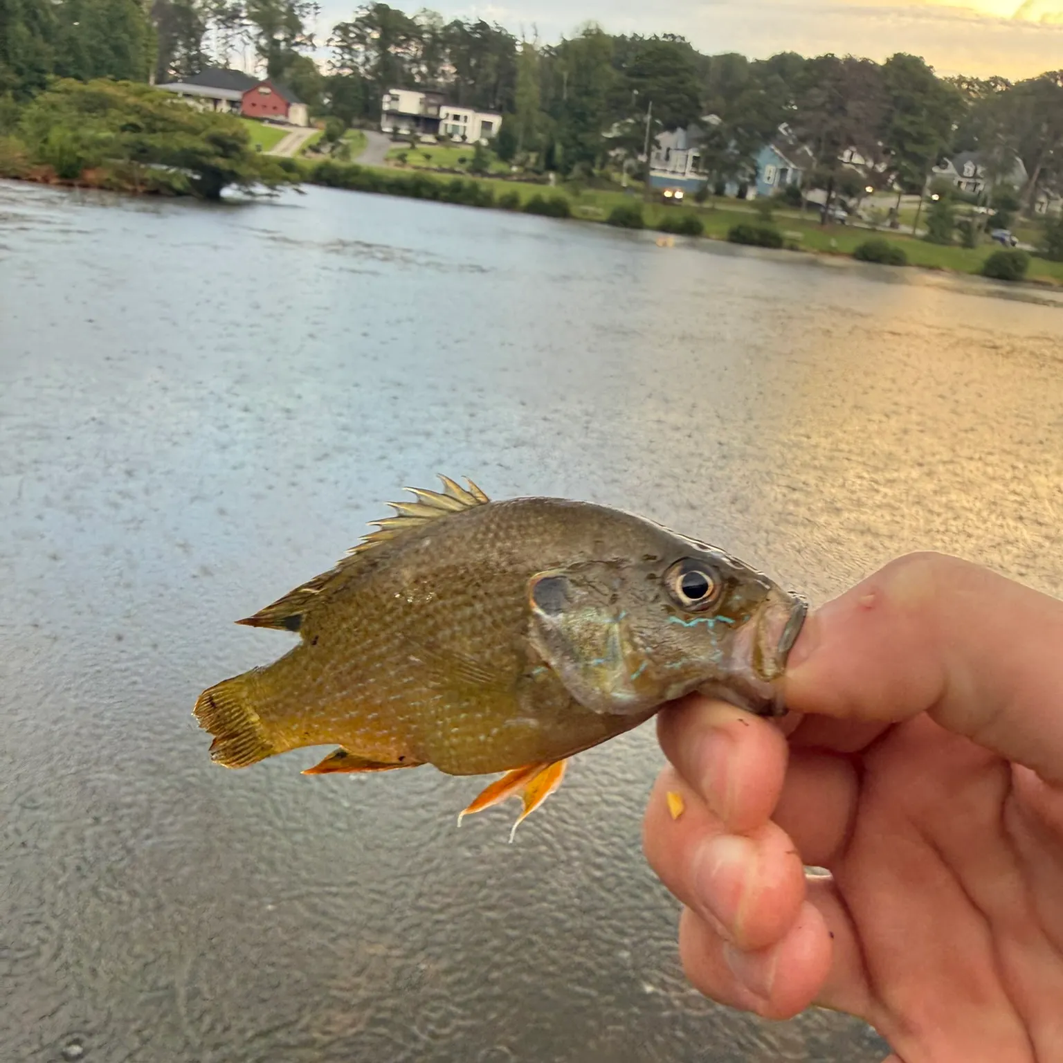 Warmouth caught on Fishbrain