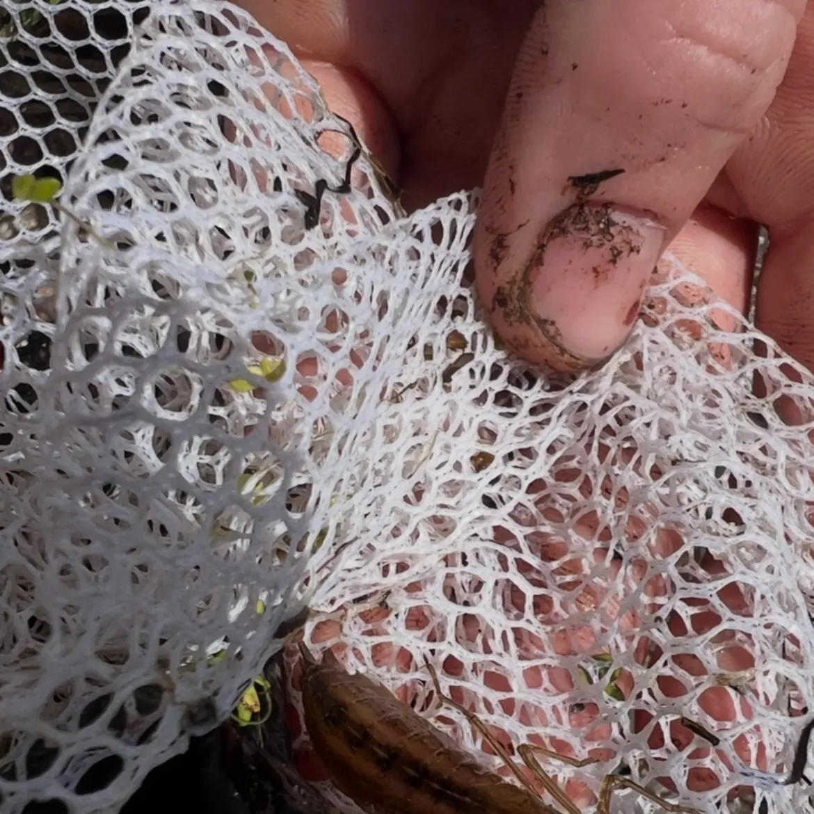 The most recent Atlantic blue marlin catches on Fishbrain