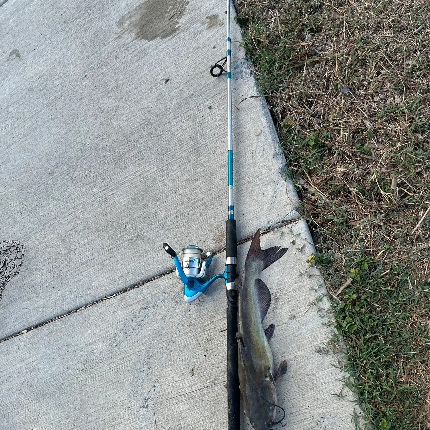 Channel catfish caught on Fishbrain