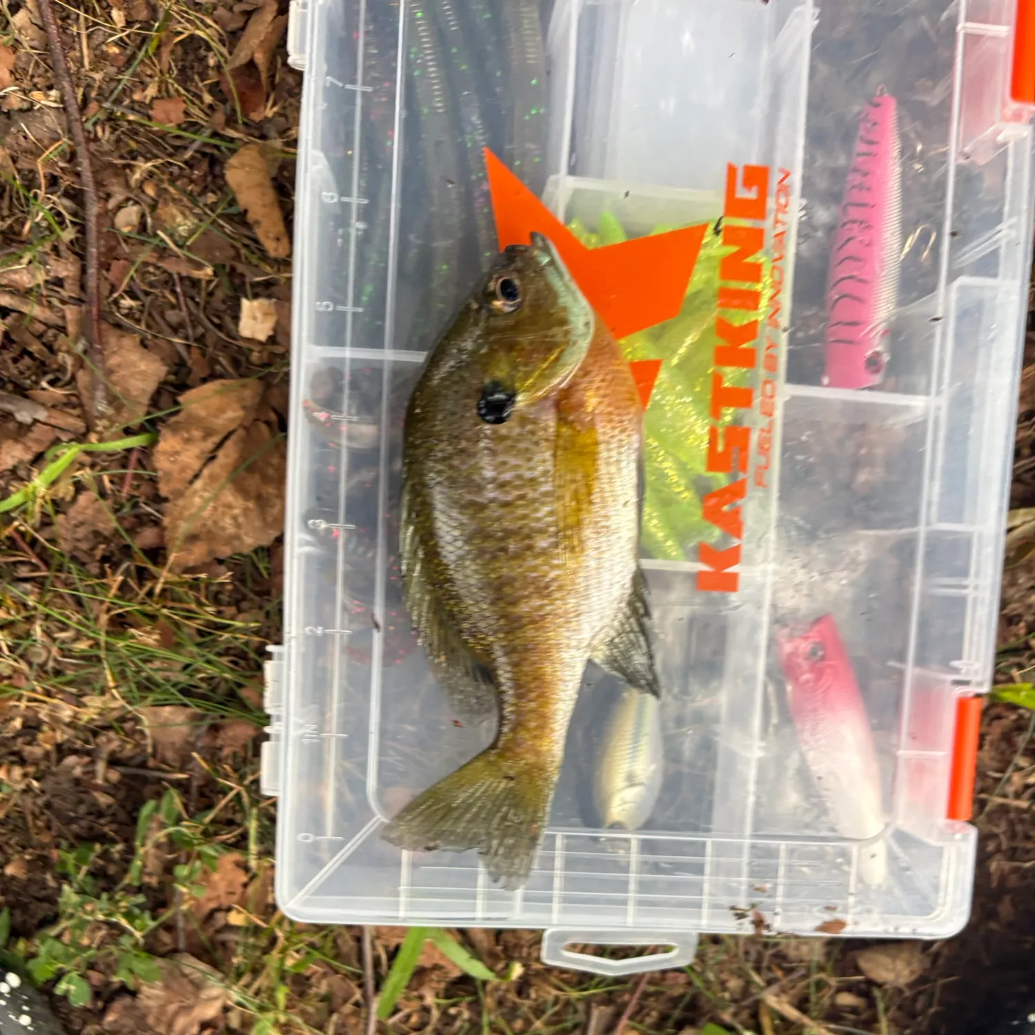 Bluegill caught on Fishbrain