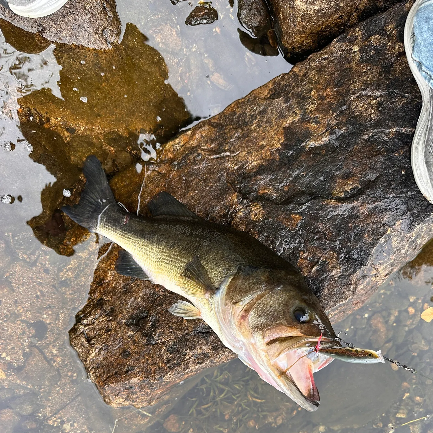 Fish caught on Fishbrain