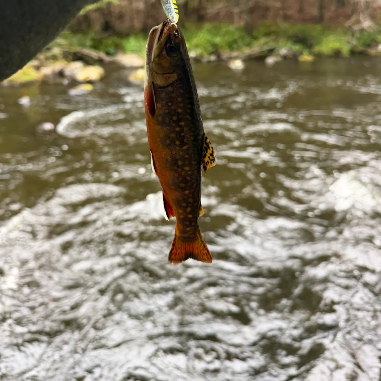 Brook trout caught on Fishbrain