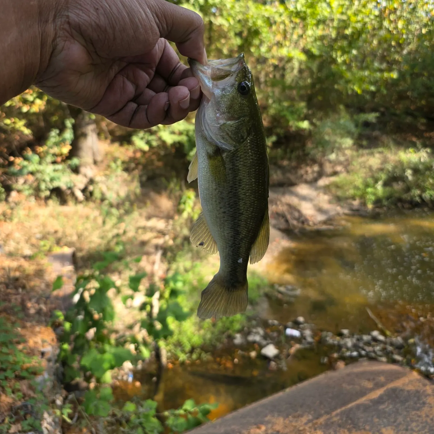 The most recent Largemouth bass catches on Fishbrain