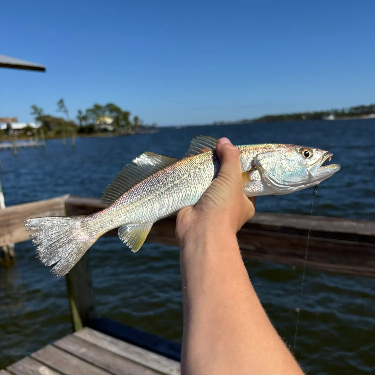Sand seatrout caught on Fishbrain