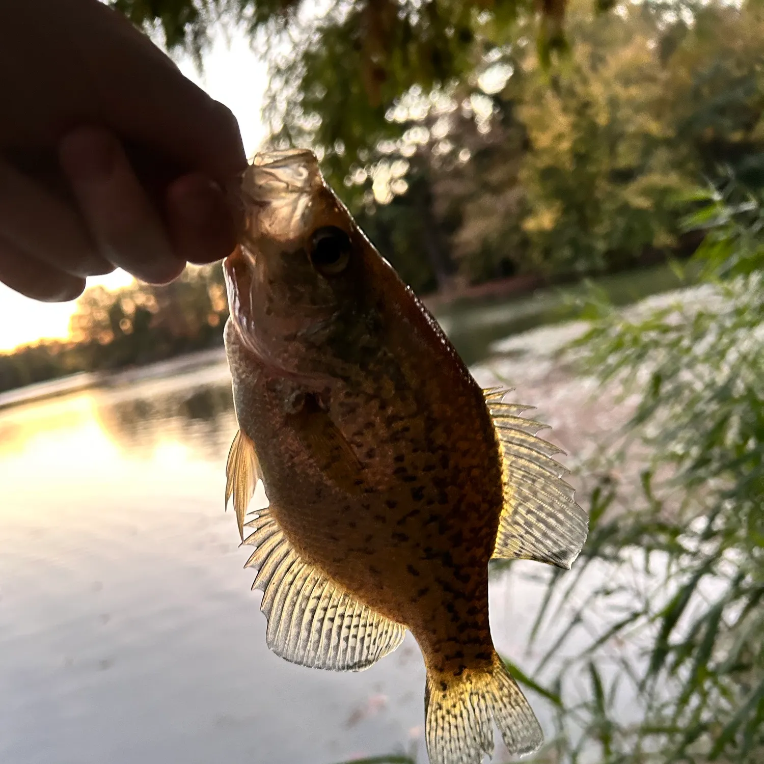 Black crappie caught on Fishbrain