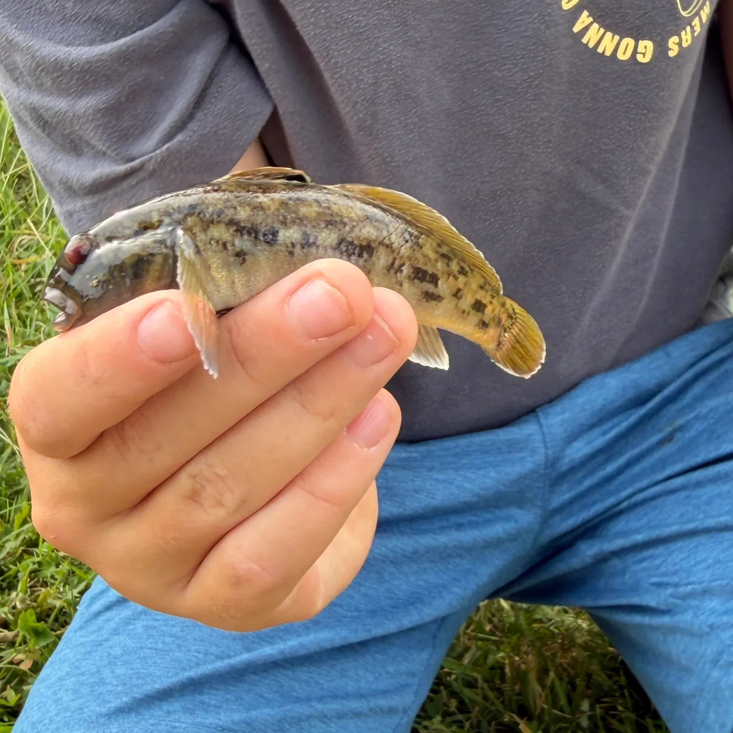 Round goby caught on Fishbrain
