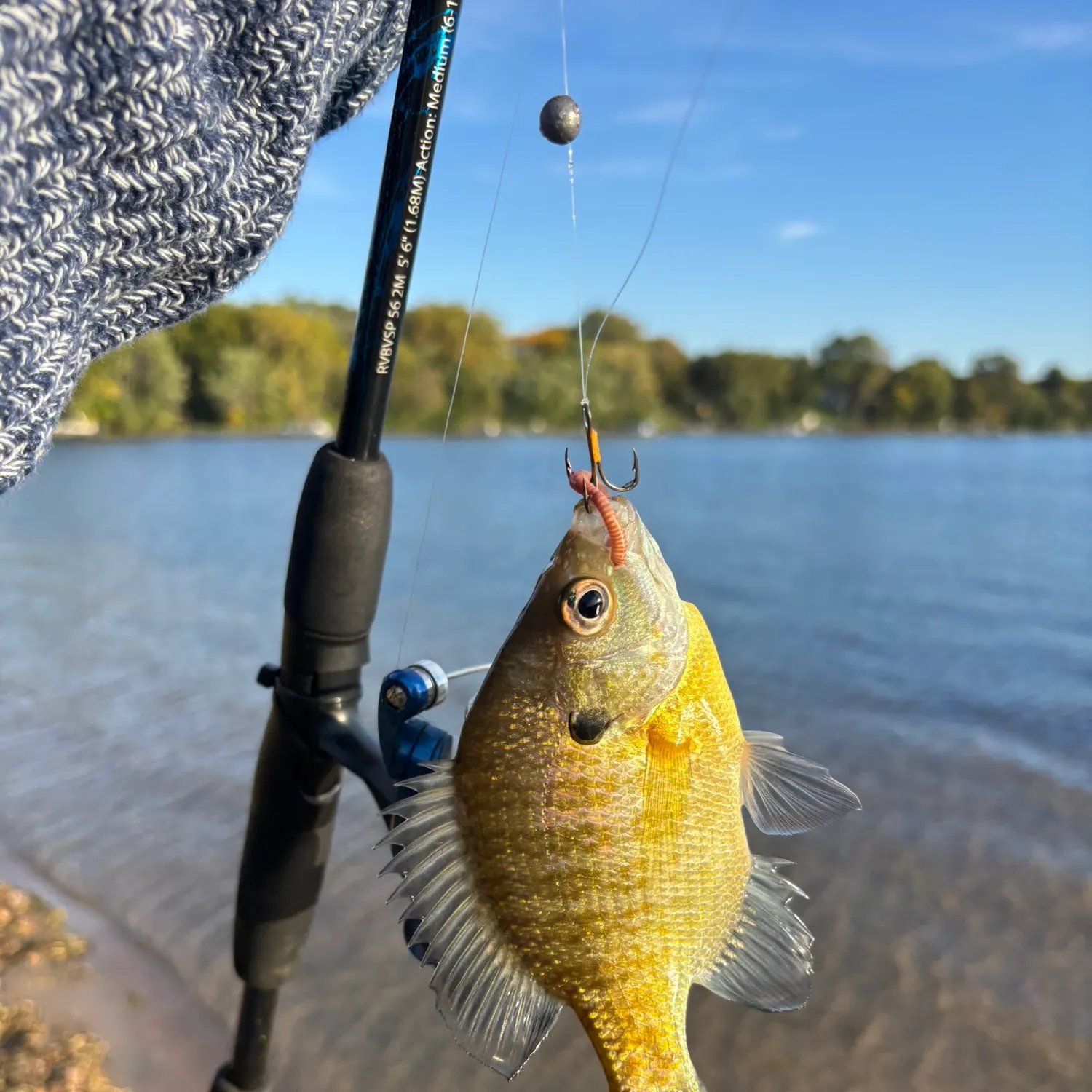 Bluegill caught on Fishbrain