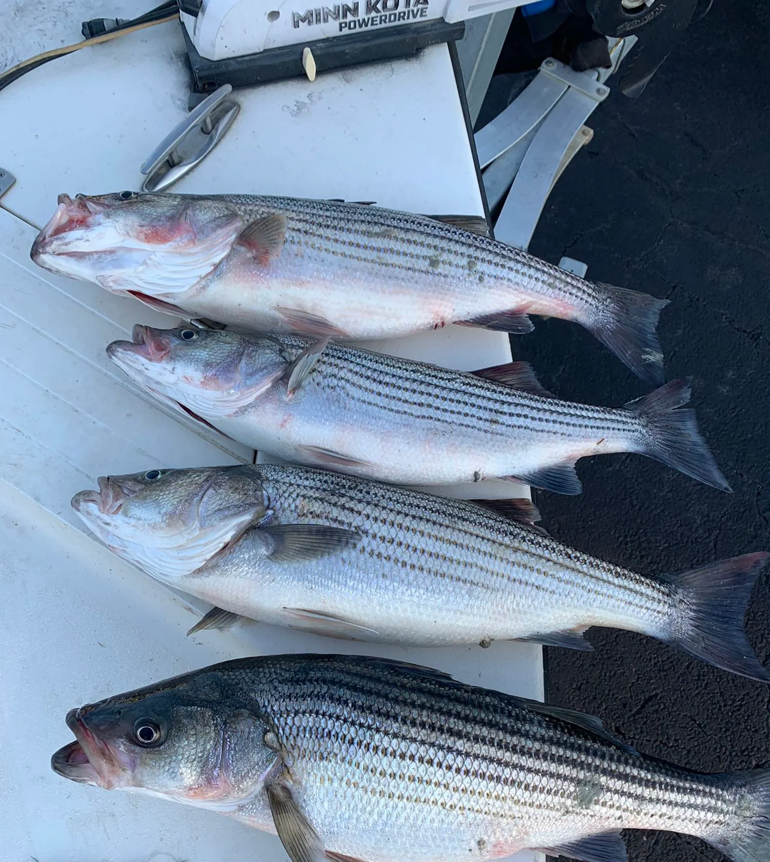 recently logged catches