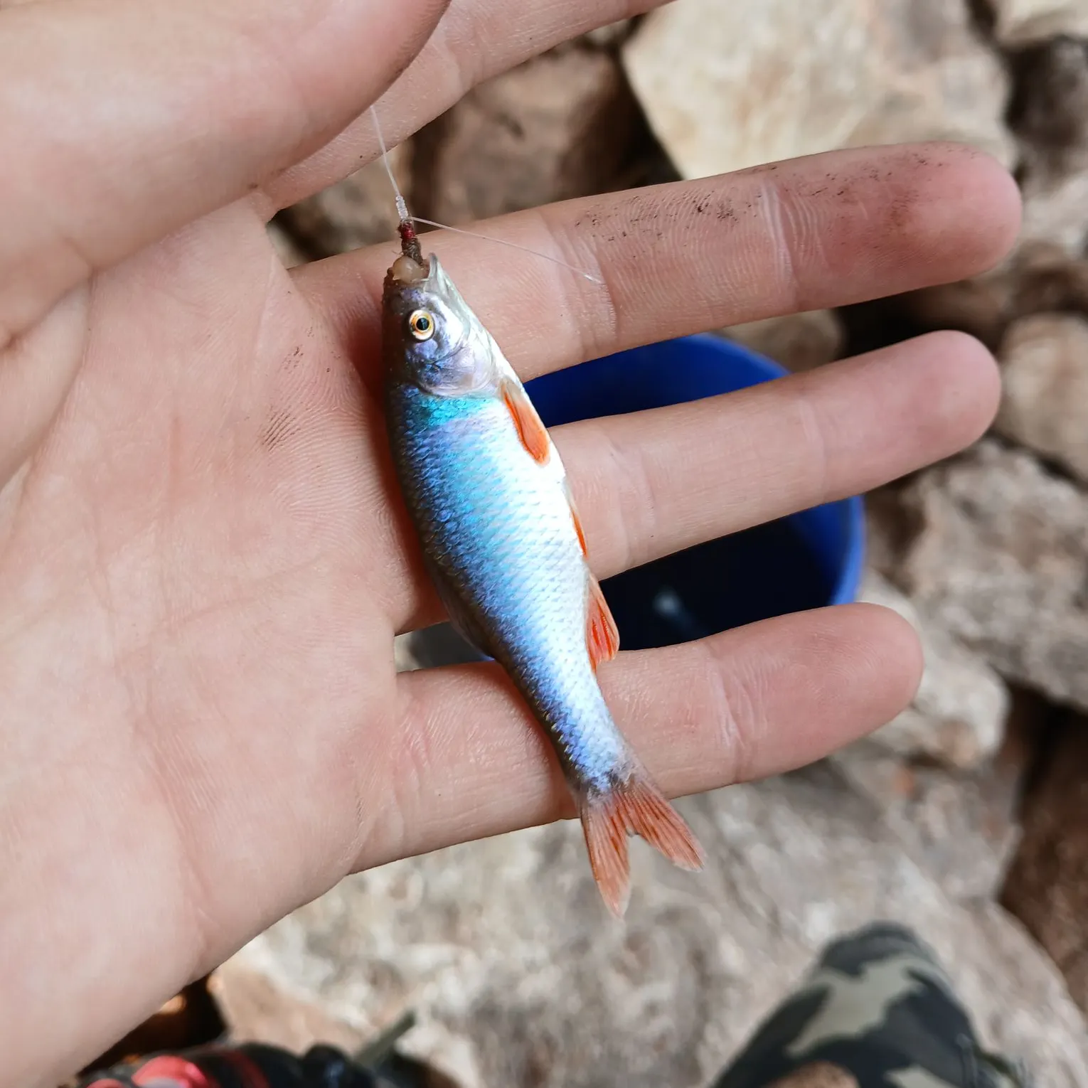 The most recent Red shiner catches on Fishbrain