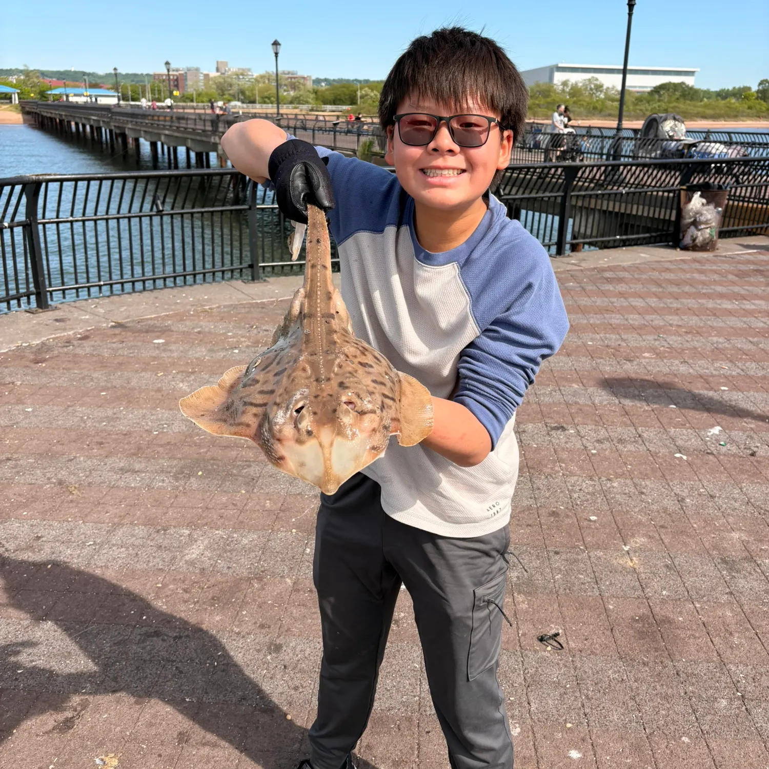 The most recent Clearnose skate catches on Fishbrain