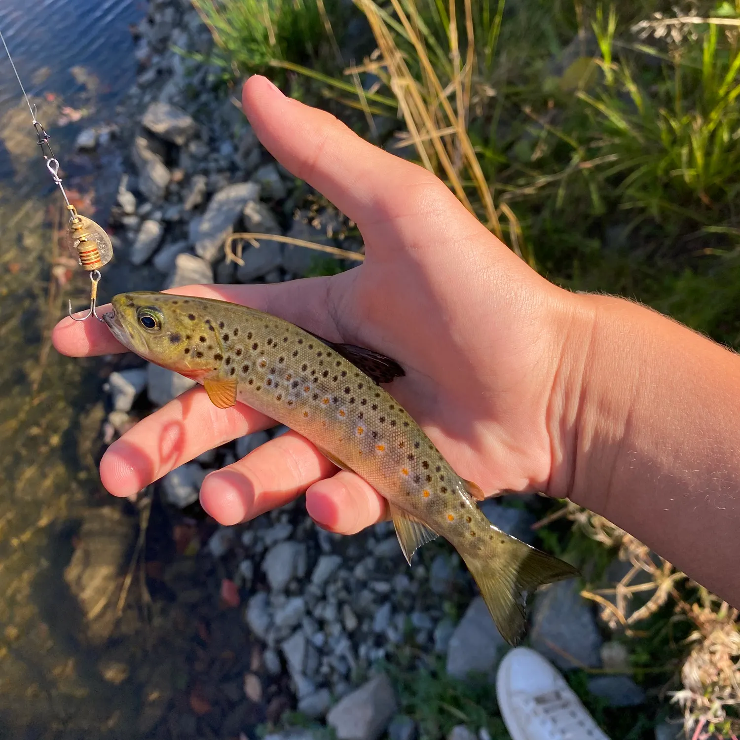 Brown trout caught on Fishbrain