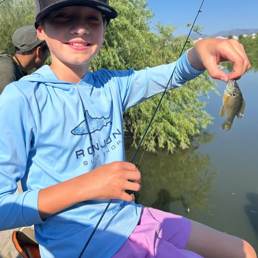 Bluegill caught on Fishbrain