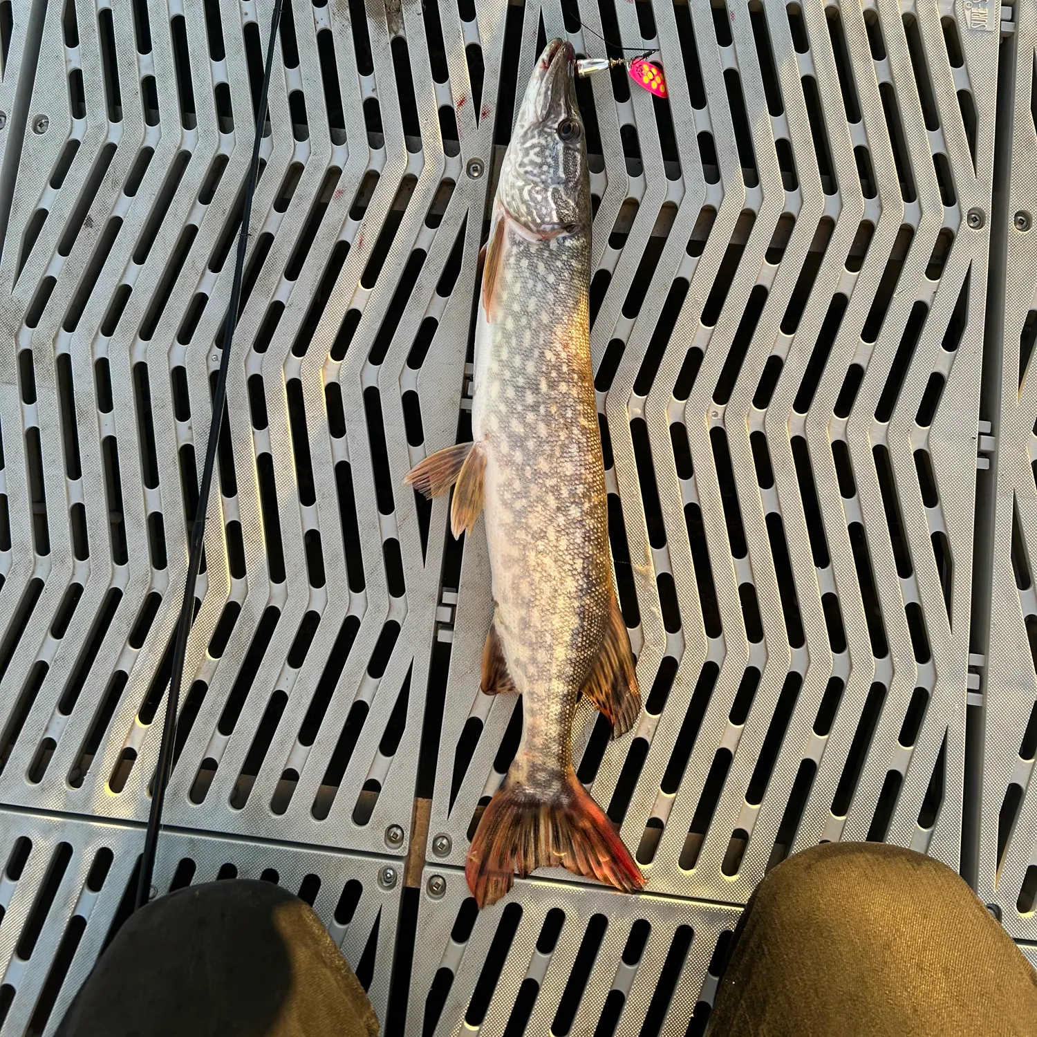 recently logged catches