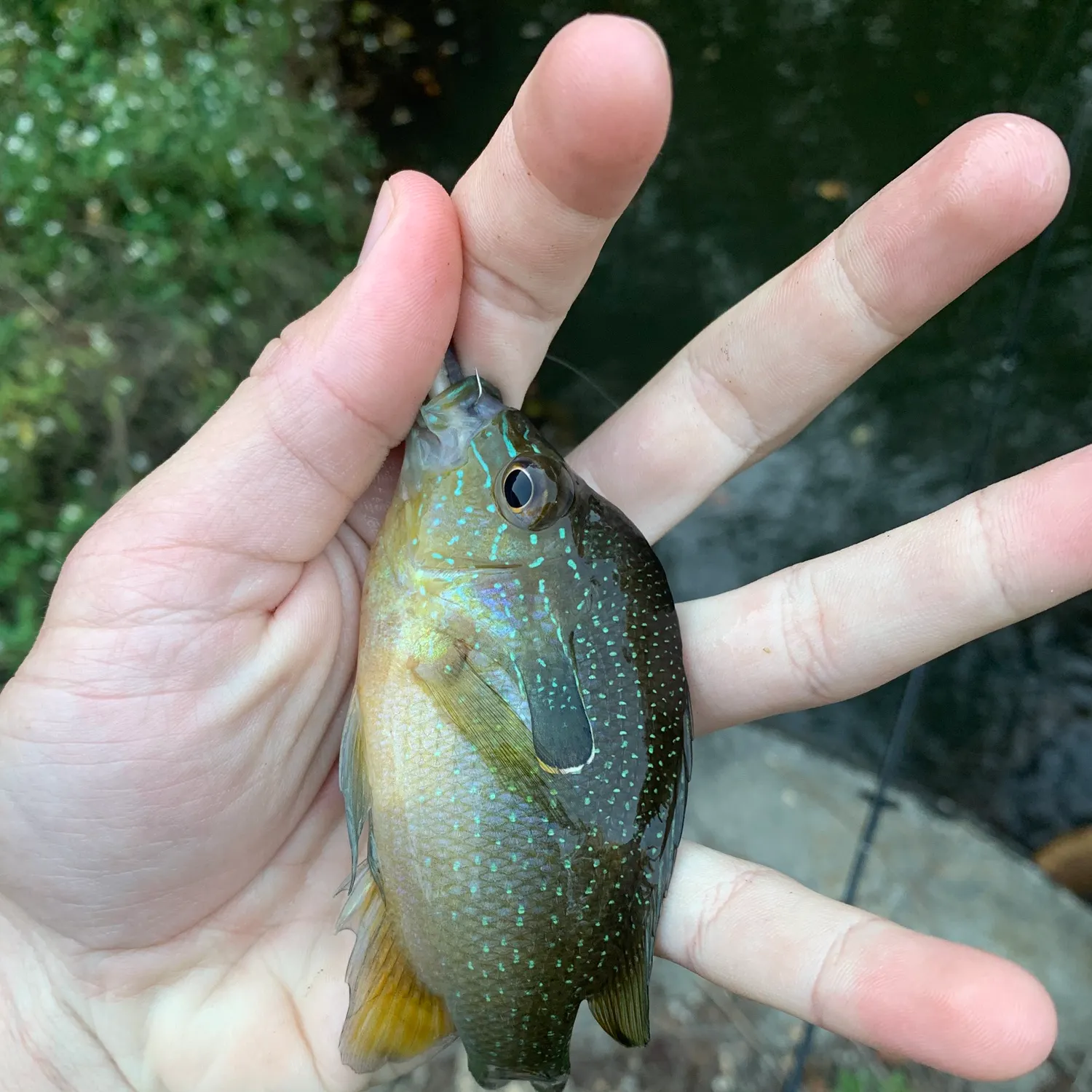 The most recent Swampland longear sunfish catches on Fishbrain