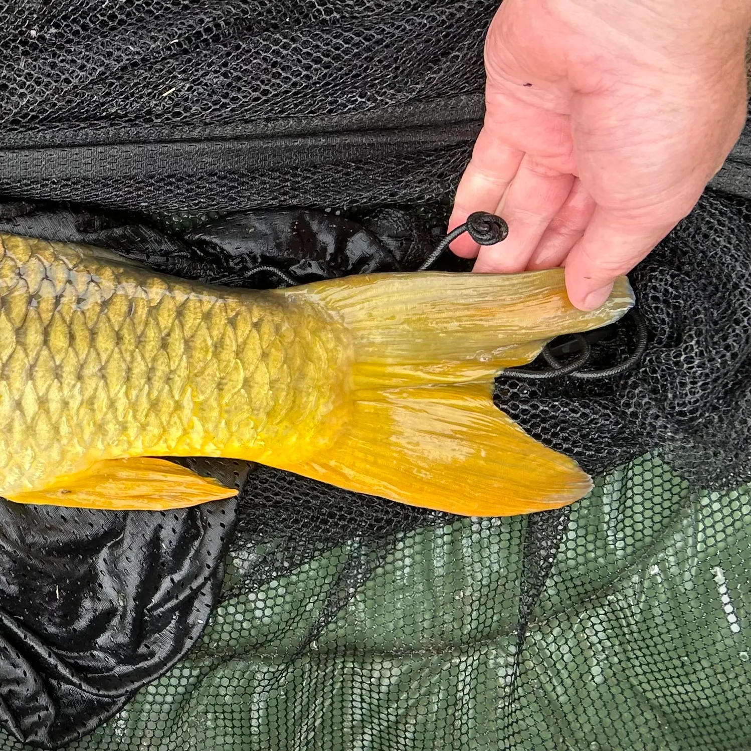 Common carp caught on Fishbrain