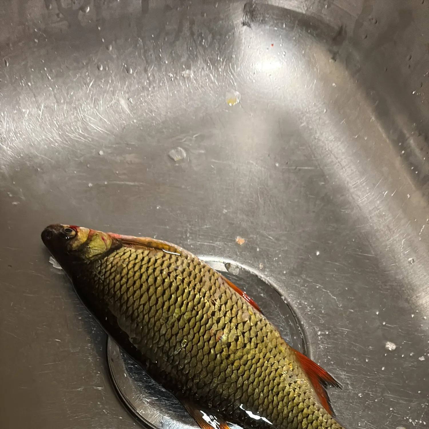 The most recent Golden shiner catches on Fishbrain