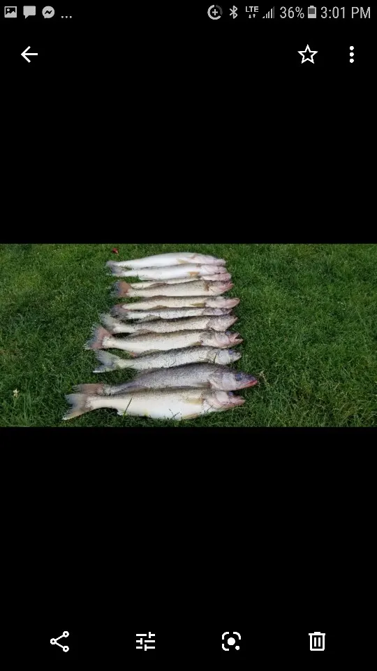 recently logged catches