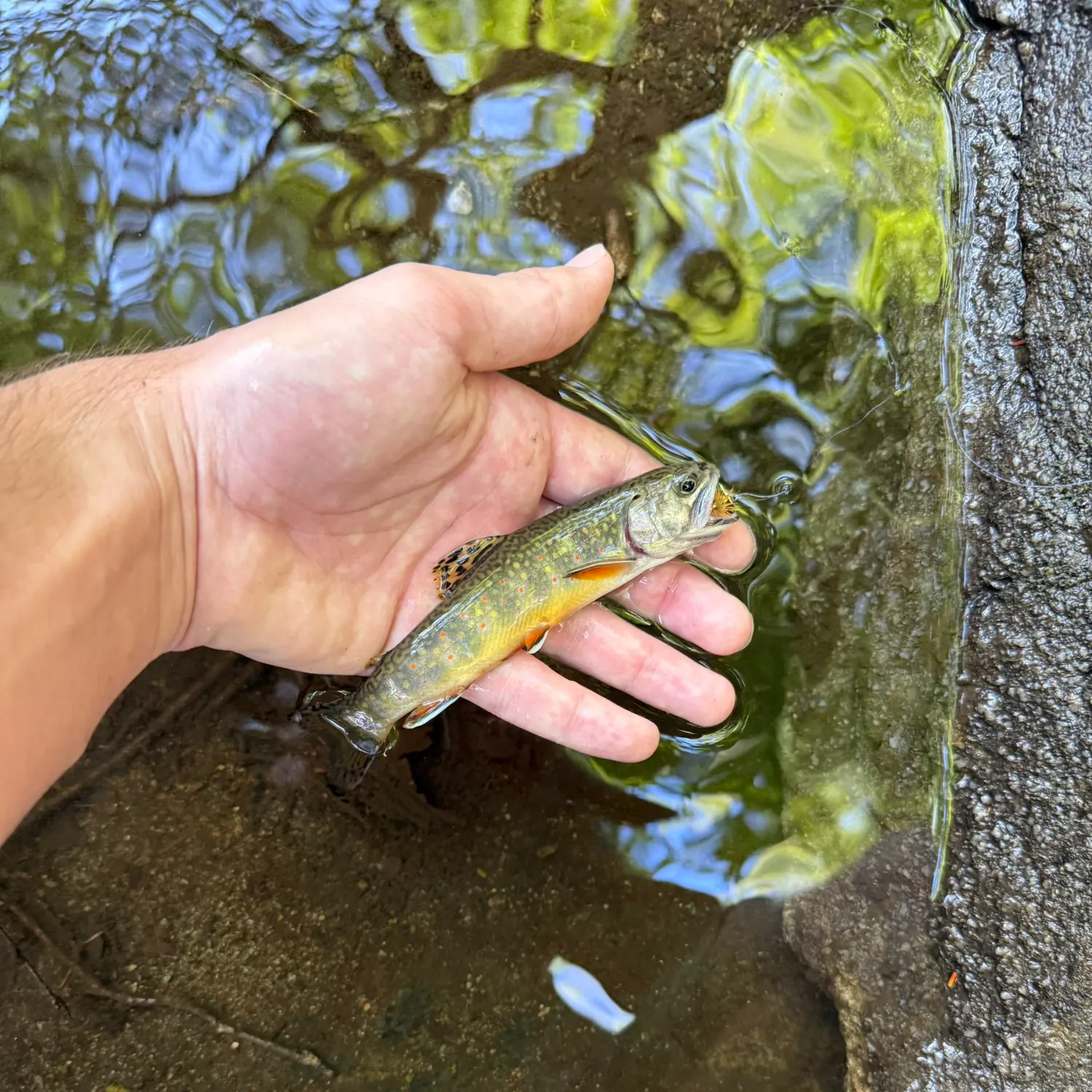 Brook trout caught on Fishbrain