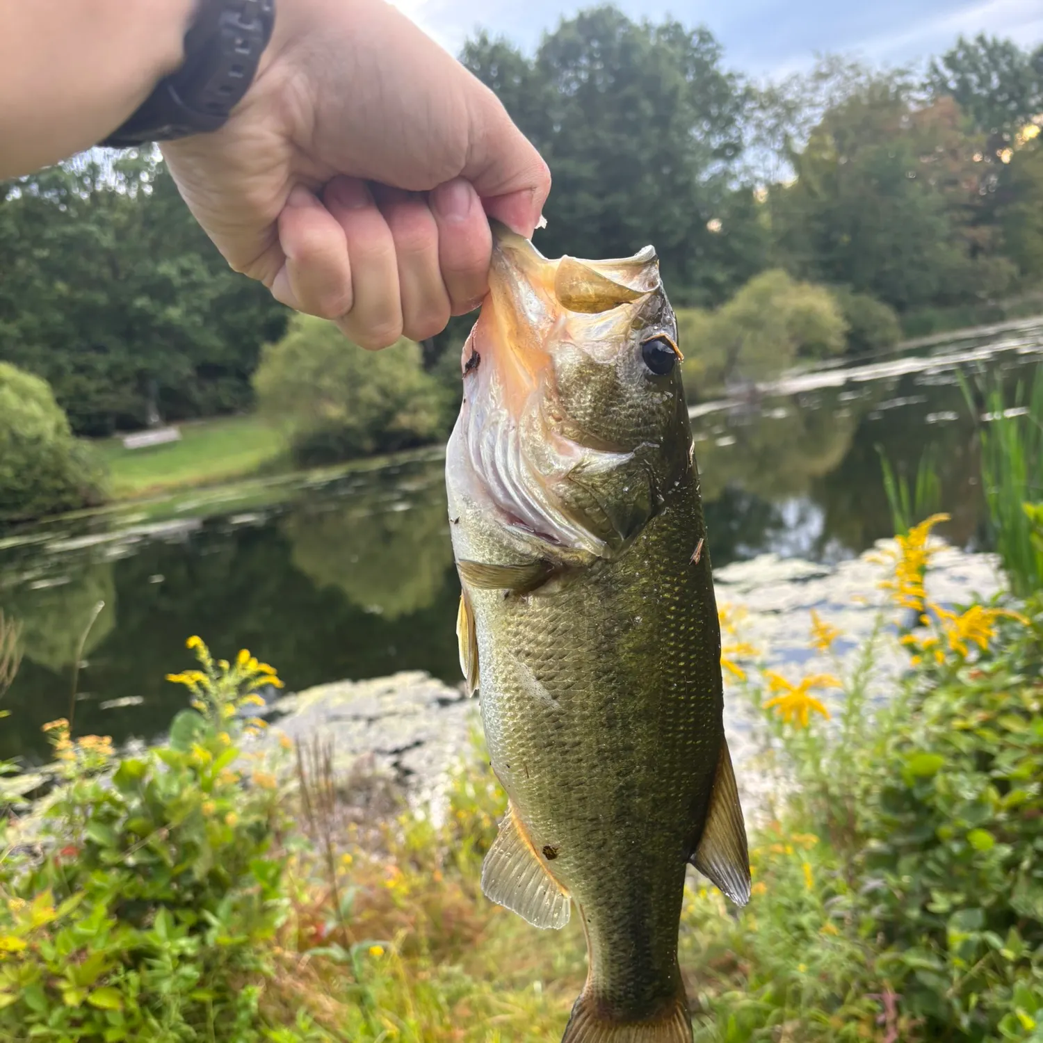Largemouth bass caught on Fishbrain