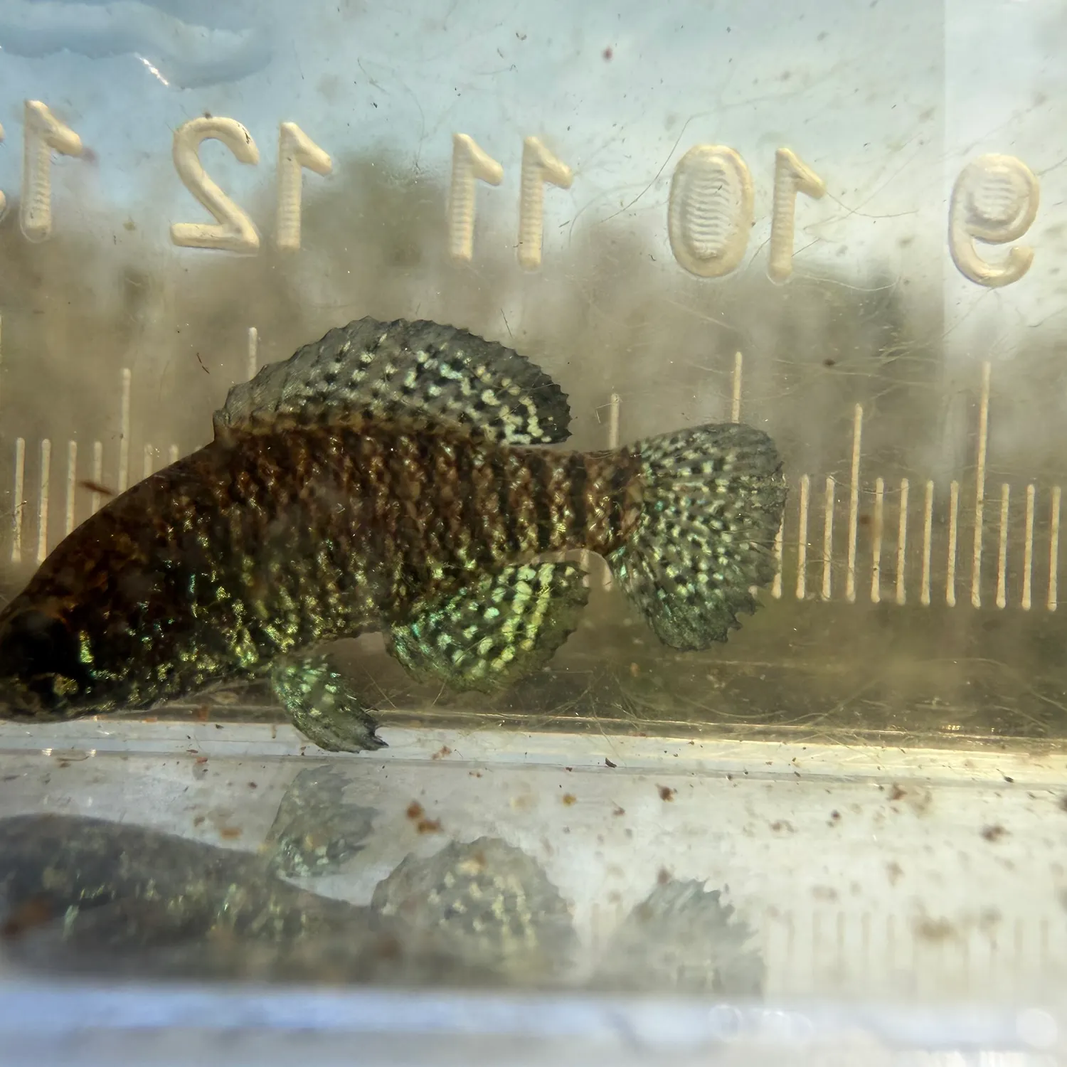 The most recent Carolina pygmy sunfish catches on Fishbrain