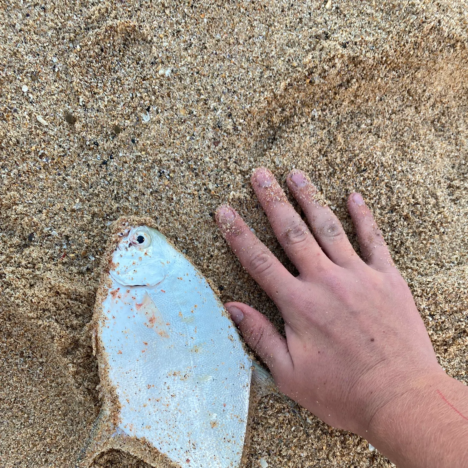 The most recent Swallowtail dart catches on Fishbrain