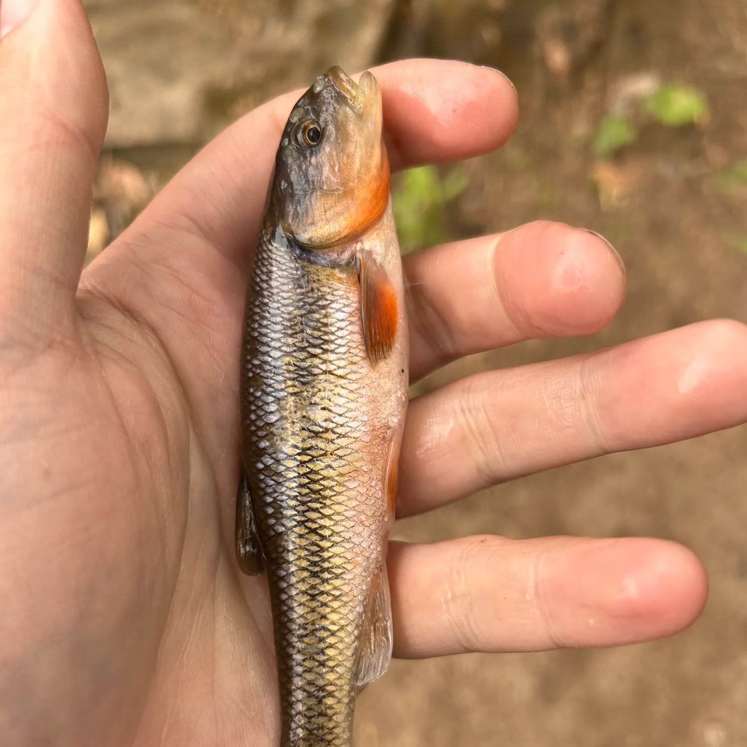 The most recent Creek chub catches on Fishbrain