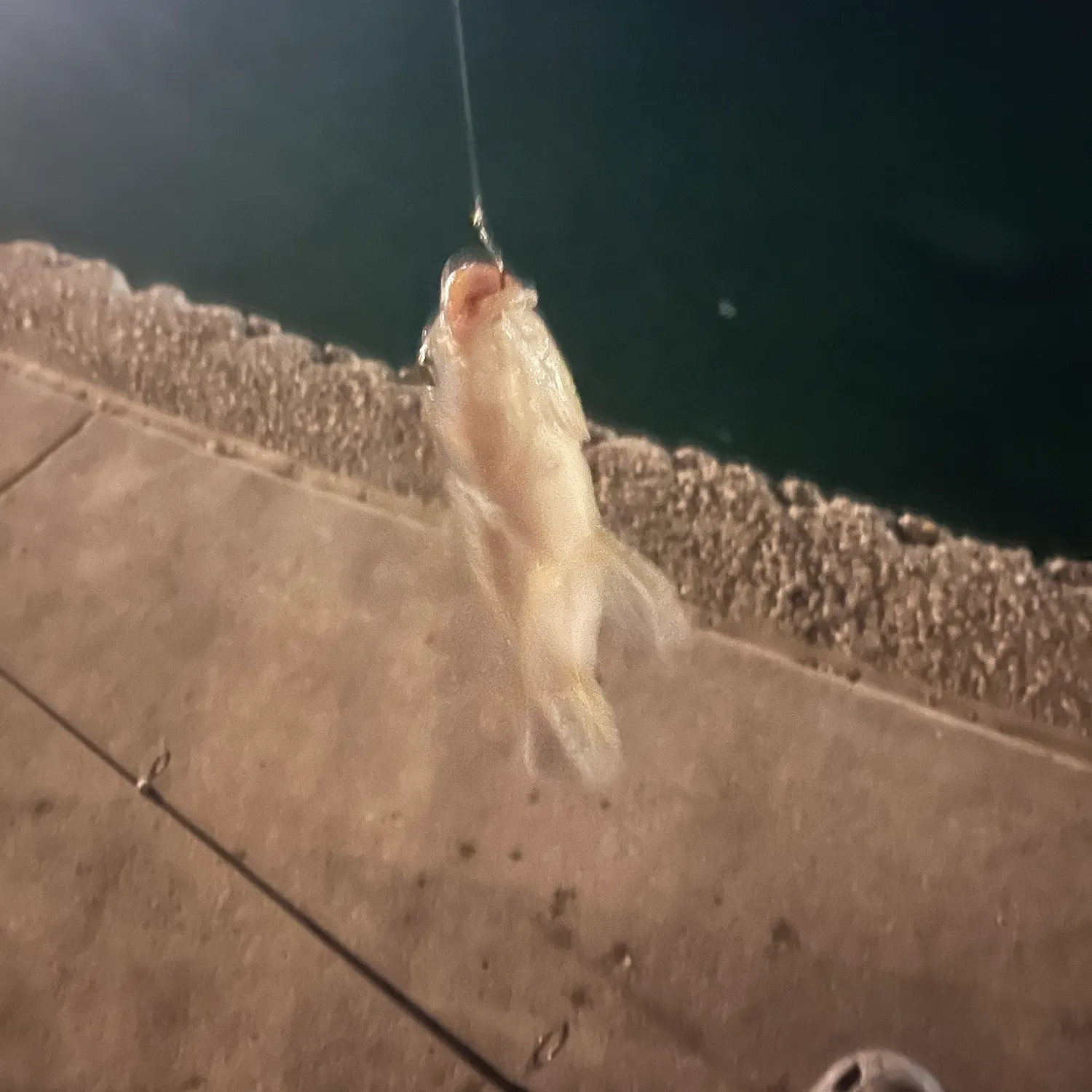 The most recent Nile tilapia catches on Fishbrain