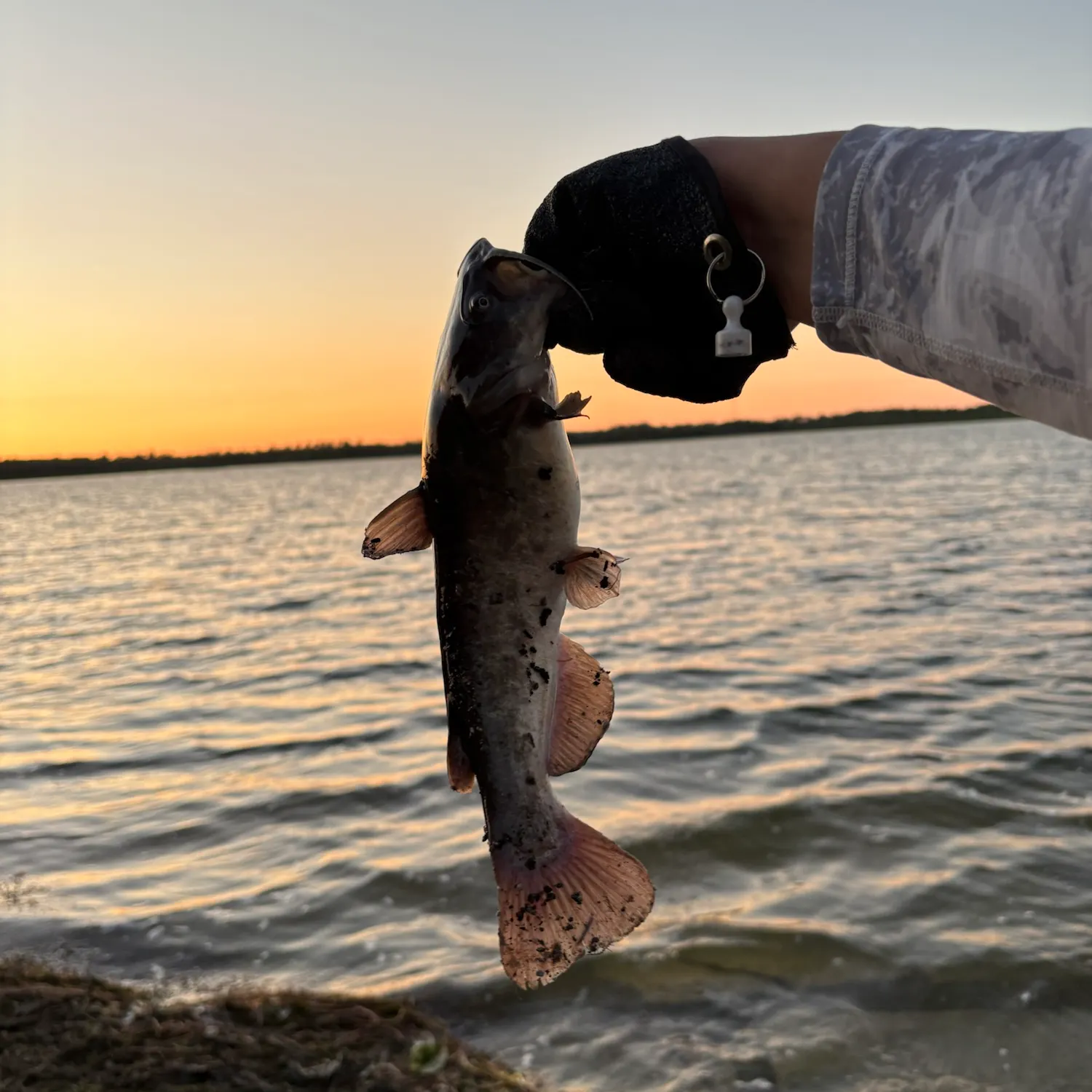 The most recent Redtail catfish catches on Fishbrain